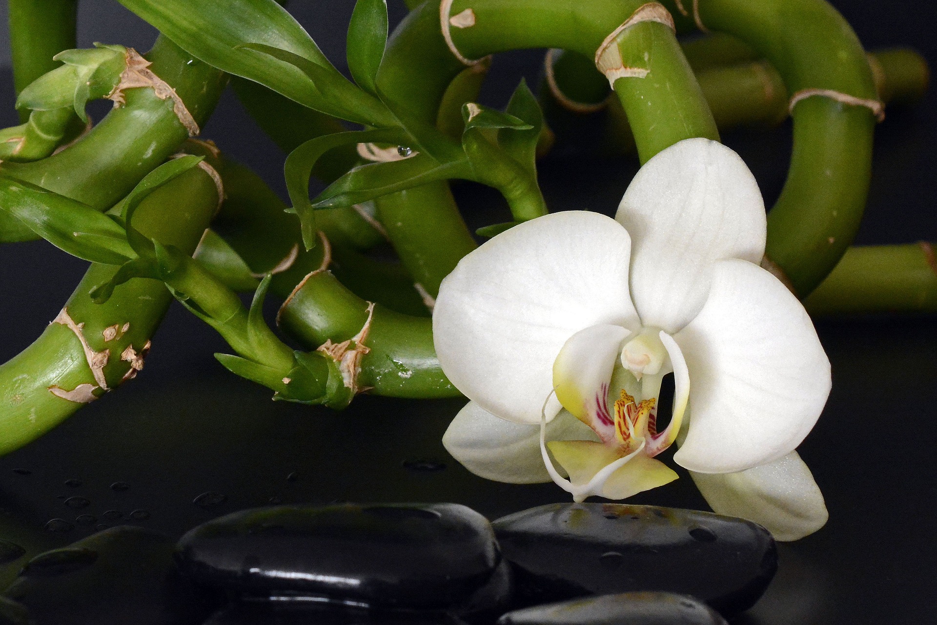 Bambou orchidee-1341227_1920_accroche coeur 41100 aze loir et cher vendome phalenopsis pierre galet noir brillant blance