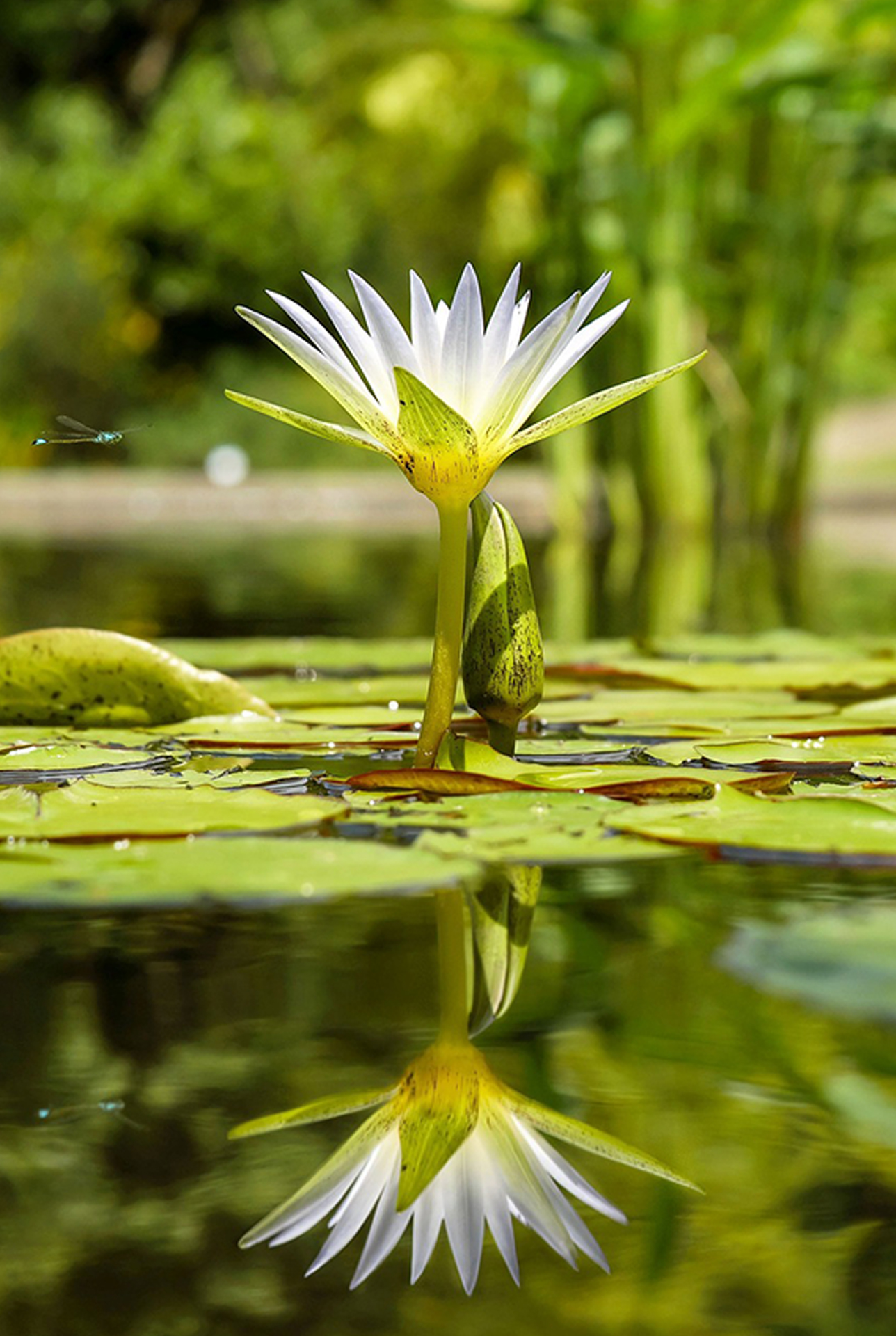 accrochecoeur-41100 aze loir et cher fleur lotus eau reflet ferme ouverte vert nature